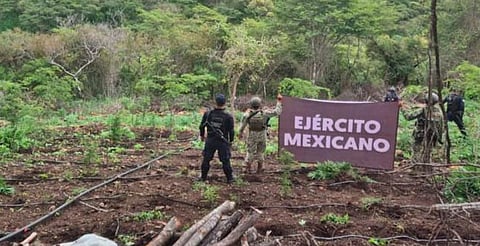 Aseguradas y destruidas  7 toneladas de marihuana en Turicato: SSP