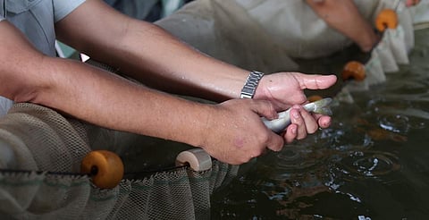 Indicación Geográfica protege origen del pez blanco y pesca ancestral