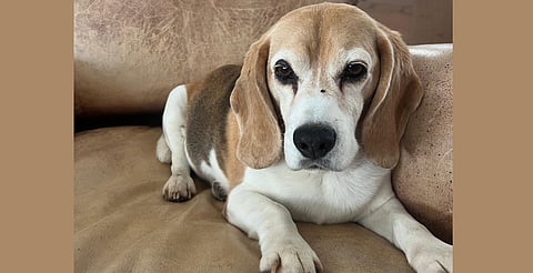 Perro de Aaron Ramsey se pierde en Guanajuato; ofrece 10 mil dólares de recompensa