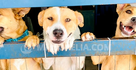 Adoptan a 15 perritos rescatados durante el Festival de Cine de Morelia