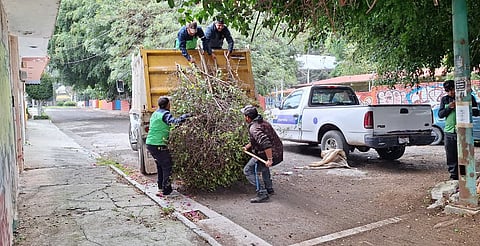 Gobierno de Morelia da mantenimiento integral al área verde de la 5 de Diciembre