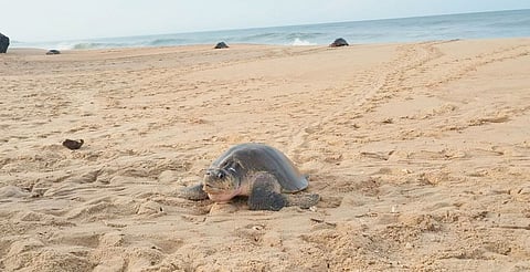 Reportan la sexta arribazón masiva de tortuga golfina en las costas de Aquila