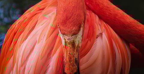 ‘Mensajeros y promesas’, un viaje visual por la fauna del mundo, llega a Morelia