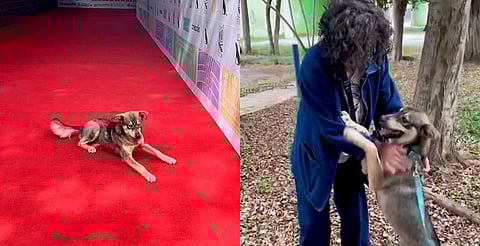 Maclovio fue adoptado; así terminó la historia del perrito del FICM 2025