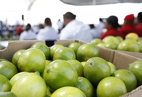 Sólo una denuncia presentó la Sader ante FGE por extorsión en el sector limonero