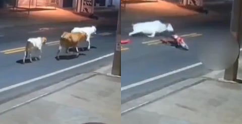 Choca contra una vaca y fallece Antony Ylano, promesa del fútbol brasileño [VIDEO]