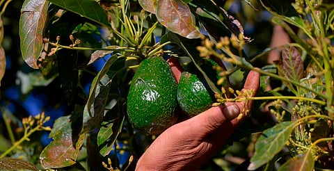 Busca Bedolla proteger y distinguir aguacate michoacano con Indicación Geográfica 