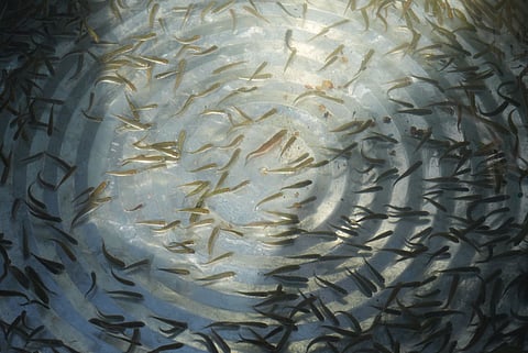 Repoblamiento del lago de Pátzcuaro: liberan 30 mil peces blanco y acúmara