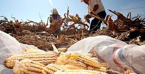 Productores de maíz continuarán con manifestaciones por falta de solución al precio de garantía 