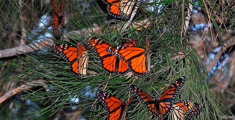 Avistan primeras mariposas monarca en el Bajío; se acercan a bosques michoacanos