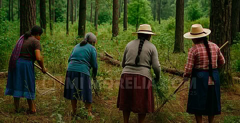 Guardianas de bosques en Michoacán denuncian daño por aguacateras y fertilizantes 