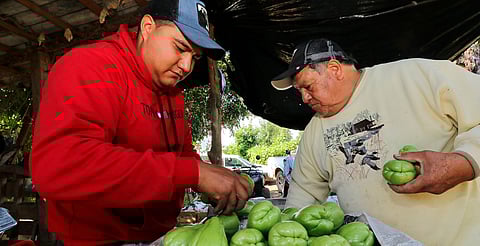 Michoacán suma 499 mil empleos formales ante el IMSS en septiembre