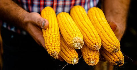 Michoacán publica mecánica operativa del apoyo complementario al precio del maíz