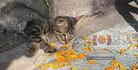 Michis: los otros residentes del Panteón Municipal