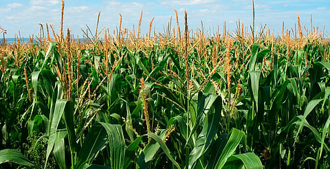 Productores de maíz no bajan la guardia; exigen a industriales un precio base justo