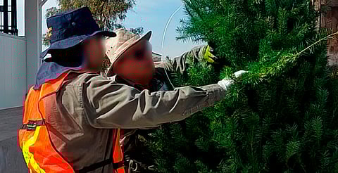 Inicia Profepa operativo para evitar plagas en árboles navideños