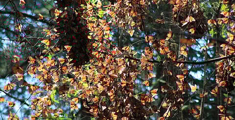 La migración de la mariposa monarca y su papel ecológico en los bosques de Michoacán
