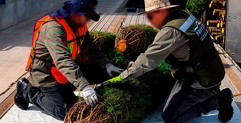 ¡Cuidado con lo que decoras! Árboles navideños podrían traer plagas forestales