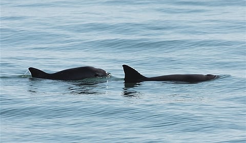 Esperanza para la vaquita marina: detectan hasta 10 ejemplares