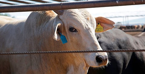 Gusano barrenador: Gobierno busca reforzar vigilancia sanitaria en regiones ganaderas