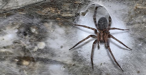 ¡111 mil arañas! Encuentran megatelaraña en cueva entre Grecia y Albania