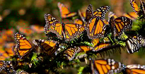 ‘Las novias del sol ya están aquí’: hijo de Homero Gómez reporta alta presencia de mariposas monarca