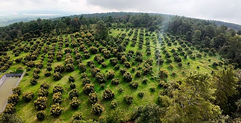 Michoacán presentará el Guardián Forestal en la COP 30 de Brasil