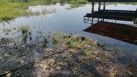 En Brasil, Secma presenta proyecto de cocodrilario ecoturístico en Lázaro Cárdenas