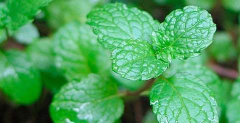 Plantas que embellecen tu casa y repelen roedores