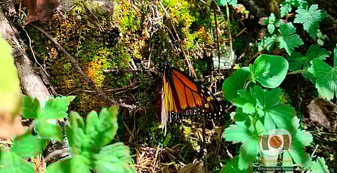 Listo santuarios de la mariposa monarca para recibir a turistas
