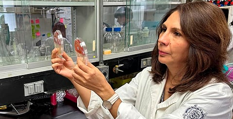 Lleva más de 20 años investigando compuestos naturales que benefician a plantas e insectos