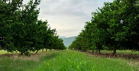 Sigue la crisis limonera en la Tierra Caliente de Michoacán