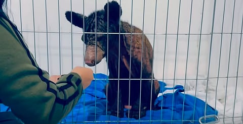 Mina, la osa rescatada en Nuevo León por desnutrición, mejora su salud: así luce ahora [VIDEO]