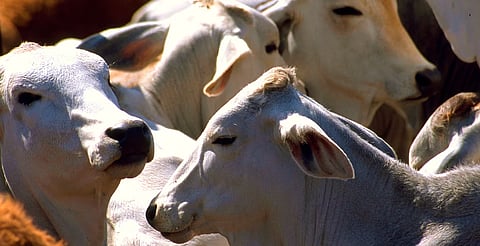 Alista Sader trampas contra gusano barrenador; Michoacán sin reporte