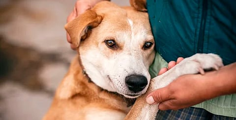 Este domingo, adopta un lomito y disfruta de kermés vegana en Morelia