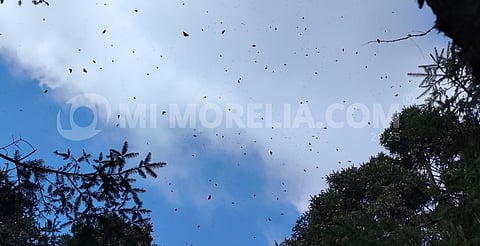 Llama Bedolla a Canadá y EEUU a la conservación de la mariposa monarca