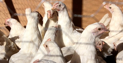 Muere primer paciente en el mundo por gripe aviar H5N5 en EE.UU