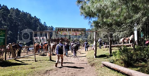 Sierra Chincua, la gran travesía para admirar a la mariposa monarca