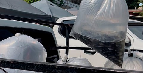 Liberan 100 mil alevines de tilapia en Presa de La Villita de Lázaro Cárdenas