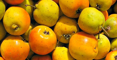 Es usado como sedante, antidepresivo, y ayuda contra enfermedades crónicas