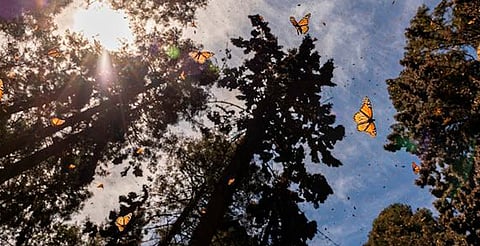 En Primera Cumbre Nacional, Michoacán reafirma su compromiso con preservar la Mariposa Monarca: Secma