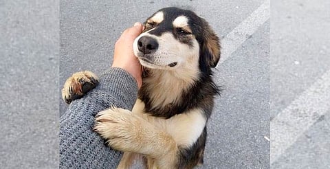 ¡Ya no más impunidad! Aprueban penas efectivas contra crueldad animal