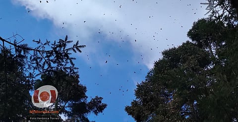 Juan Valdés, el guardián de Sierra Chincua que protege a las mariposas monarca