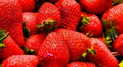 Vuelve la Feria de la Fresa a Jacona en 2026; ya hay fechas