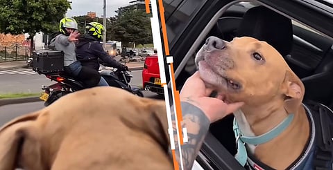 El video fue acompañado por una canción de Julieta Venegas y miles de aplausos