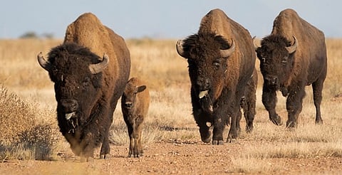 Vuelve el bisonte a México: una nueva manada llega a Coahuila tras décadas de ausencia