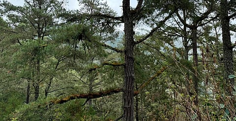 Inicia rescate del Pino de Coalcomán, especie única en el mundo