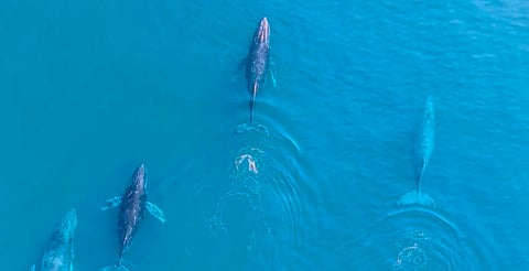 Ballenas jorobadas regresan a mar de Michoacán; inicia temporada de avistamiento