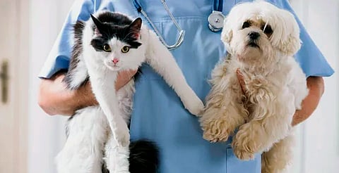 ¡Atención Tarímbaro! Habrá jornada gratuita de esterilización canina y felina