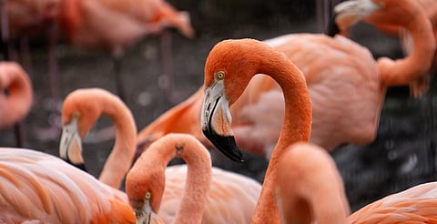 Zoológico de Morelia prevé interacción humana con flamencos, avestruces y cebras